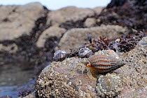 Netted dog whelk (Nassarius reticulatus) scavenging on barnacle encrusted rocks bordering a sandy seabed, exposed on a low spring tide, Rhossili, The Gower Peninsula, UK, July.