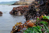 Netted dog whelk (Nassarius reticulatus) scavenging on seaweed covered rocks bordering a sandy seabed, exposed on a low spring tide, Rhossili, The Gower Peninsula, UK, July.