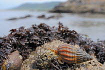 Netted dog whelk (Nassarius reticulatus) with siphon, tentacle and eye visible, scavenging on barnacle encrusted rocks bordering a sandy seabed, exposed on a low spring tide, Rhossili, The Gower Penin...