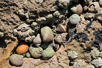 Rough periwinkles (Littorina saxatilis) with varied colours and patterns sheltering in limestone rock crevice high on the shore at low tide, with several Montagus's stellate barnacles (Chthamalaus mon...