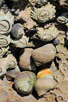 Group of Rough periwinkles (Littorina saxatilis) with various colours and patterns sheltering in limestone rock crevice high on the shore at low tide, alongside encrusting Montagus's stellate barnacle...