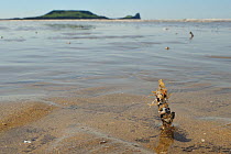 Sand mason worm (Lanice conchilega) tube reinforced with sand and shell fragments exposed on a low spring tide on Rhossili beach with the sea and Worm's head in the background, The Gower peninsula, UK...