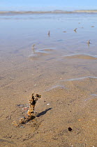 Wide angle view of Sand mason worm (Lanice conchilega) tubes reinforced with sand and shell fragments exposed on a low spring tide on a sandy shore, with the sea in the background, Rhossili, The Gower...