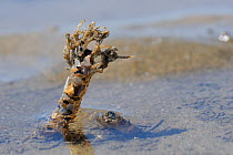 Sand mason worm (Lanice conchilega) fringed tube reinforced with sand and shell fragments exposed on a low spring tide on a sandy shore at Rhossili, The Gower peninsula, UK, July.