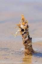 Close up view of Sand mason worm (Lanice conchilega) fringed tube reinforced with sand and shell fragments exposed on a low spring tide on a sandy shore at Rhossili, The Gower peninsula, UK, July.