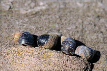 Row of four Small periwinkles (Melarhaphe neritoides) on small ledge of limestone rock high on the shore at low tide, Rhossili, The Gower Peninsula, UK, July.