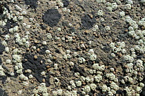 Many Small periwinkles (Melarhaphe neritoides) attached to limestone rock encrusted with Tar lichen (Verrucaria maura) and Montagu's stellate barnacles (Chthamalaus montagui) high on the shore at low...