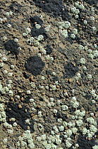 Small periwinkles (Melarhaphe neritoides) attached to limestone rock encrusted with Tar lichen (Verrucaria maura) and Montagu's stellate barnacles (Chthamalaus montagui) high on the shore at low tide,...