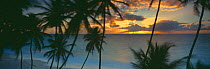 Dawn over the ocean with palm trees at Bottom Bay, South East Coast, Barbados
