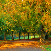 Autumn colour in the trees blowing in the wind, The Promenade, Clifton Downs, Bristol, England, UK