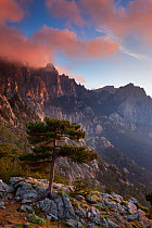 The Col de Bavella with Pine tree at dawn, Corsica, France. June 2011