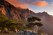 The Col de Bavella with Pine tree at dawn, Corsica, France. June 2011.