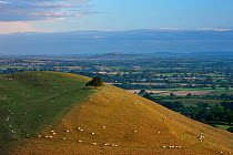 Parrock Hill wiith Glastonbury Tor in the distance, from Corton Hill, Somerset, England, UK. August 2011.