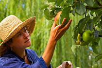 A woman picking fruit in a Dorset garden, England, UK, model released. August 2006.