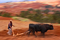 Traditional ox-driven plough near Chincherro, near Cusco, Peru. November 2005.