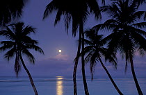 Palm trees and moon above the sea at Pigeon Point, Tobago