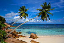 Palm trees and beach at Anse Severe, La Digue, Seychelles. February 2007.