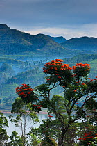 Flame of the forest trees flowering on a tea plantation near Hatton, Central Highlands, Sri Lanka. December 2011.