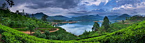 Sri Pada (Adam's Peak) from a tea plantation on Lake Maskeliya, Central Highlands, Sri Lanka. December 2011