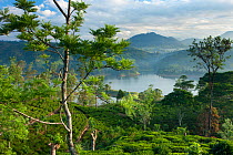 A tea plantation near Hatton, Central Highlands, Sri Lanka. December 2011