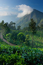 A tea plantation in the Ella Gap, Southern Highlands, Sri Lanka. December 2011