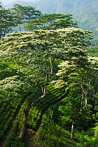 Tea growing near Laabookellie, near Nuwara Eliya, Sri Lanka. December 2011.