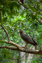Crested serpent eagle (Spilornis cheela) in tree, Wilpattu National Park, Sri Lanka