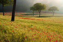 Poppies flowering in cereal field at dawn near Norcia, Umbria, Italy. May 2011.
