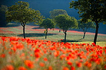 Poppies flowering in a field, near Norcia, Umbria, Italy. May 2005.