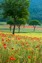 Poppies flowering  in a field, near Norcia, Umbria, Italy. May 2005.