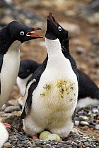 Adelie penguin (Pygoscelis adeliae) greeting another at nest with two eggs, Antarctica.