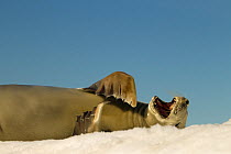 Crabeater seal (Lobodon carcinophagus) resting on ice, yawning, Devil Island, Antarctica, March