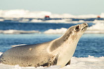 Crabeater seal (Lobodon carcinophagus) on ice, Devil Island, Antarctica, March