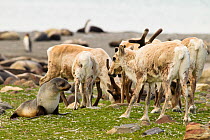 Herd of Reindeer (Rangifer tarandus) grazing beside Antarctic fur seal (Arctocephalus gazella), St. Andrews Bay, South Georgia Island, March 2012