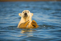 Polar bear (Ursus maritimus) in sea off Bernard Spit, 1002 area of the Arctic National Wildlife Refuge, North Slope of the Brooks Range, Alaska, September 2011