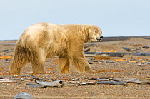 Male Polar bear (Ursus maritimus) walking on shore along Bernard Spit, 1002 area of the Arctic National Wildlife Refuge, North Slope of the Brooks Range, Alaska, September 2011