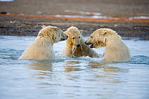 Three subadult Polar bears (Ursus maritimus) playing in water along the Bernard Spit, 1002 area of the Arctic National Wildlife Refuge, North Slope of the Brooks Range, Alaska, October 2011