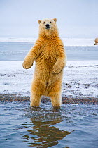 Young Polar bear (Ursus maritimus) standing and trying to balance in shallow water along the Bernard Spit, 1002 area of the Arctic National Wildlife Refuge, North Slope of the Brooks Range, Alaska, Oc...