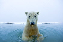 Young Polar bear (Ursus maritimus) in the water along the coast of the Beaufort Sea, Bernard Spit, off the 1002 area of the Arctic National Wildlife Refuge, North Slope of the Brooks Range, Alaska, Oc...