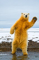 Dancing Polar Bear!