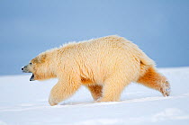 Young Polar bear (Ursus maritimus) walking across the snow-covered Bernard Spit, near the 1002 area of the Arctic National Wildlife Refuge, North Slope of the Brooks Range, Alaska, October 2011