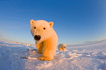 Two young Polar bears (Ursus maritimus) during the autumn freeze up, Barter Island, off the 1002 area of the Arctic National Wildlife Refuge, North Slope of the Brooks Range, Alaska, October 2011