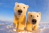Two curious young Polar bears (Ursus maritimus), Barter Island, off the 1002 area of the Arctic National Wildlife Refuge, North Slope of the Brooks Range, Alaska, October 2011
