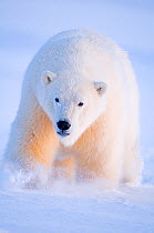 Young Polar bear (Ursus maritimus) traveling across newly formed pack ice during autumnal freeze up, off the 1002 area of the Arctic National Wildlife Refuge, North Slope of the Brooks Range, Alaska,...