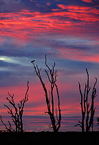 Magpie goose (Anseranas semipalmata) on tree at sunrise, Bamarru Plains, North West Territories, Australia