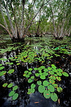 Wetland habitat, Bamarru Plains, North West Territories, Australia, April 2007