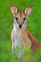 Agile wallaby (Macropus agilis) Bamarru Plains, Northern Territories, Australia