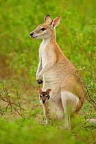 RF- Agile wallaby (Macropus agilis) female with joey in pouch. Bumarru Plains, Northern Territories, Australia. (This image may be licensed either as rights managed or royalty free.)