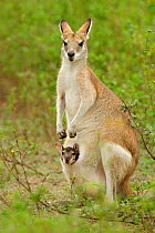Agile wallaby (Macropus agilis) female with joey in pouch, Bamarru Plains, Northern Territories, Australia