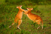 RF- Agile wallabies (Macropus agilis) sparring and fighting. Bumarru Plains, Northern Territories, Australia. (This image may be licensed either as rights managed or royalty free.)